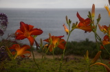 Day Lily at beach