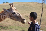 Feeding Giraffes - 07