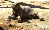 Baby Elephant attempting to stand up 11
