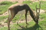Sasin Antelope (Blackbuck)