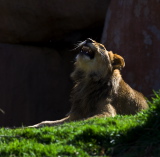 Lion Yawning 10