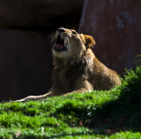 Lion Yawning 05