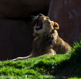 Lion Yawning 07