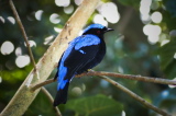 Blue-backed Fairy Bluebird